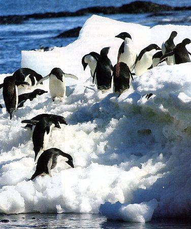 Croisires en antarctique