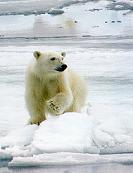 croisire en arctique