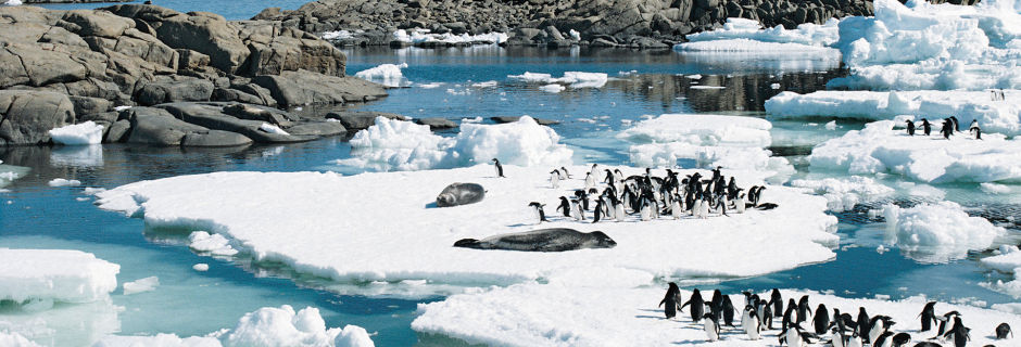 Gorgie du sud et Antarctique